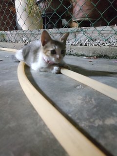 An An &amp; Ping Ping &amp; Lucci  - Domestic Long Hair + Domestic Medium Hair Cat