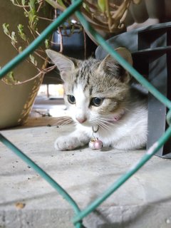 An An &amp; Ping Ping &amp; Lucci  - Domestic Long Hair + Domestic Medium Hair Cat