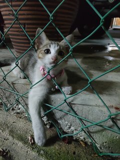 An An &amp; Ping Ping &amp; Lucci  - Domestic Long Hair + Domestic Medium Hair Cat