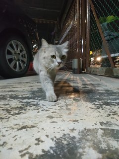 An An &amp; Ping Ping &amp; Lucci  - Domestic Long Hair + Domestic Medium Hair Cat