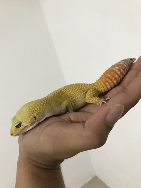 Kevin - Gecko Reptile