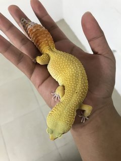 Kevin - Gecko Reptile