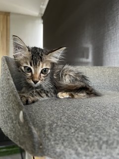 Miss Floof💛 - Domestic Long Hair Cat