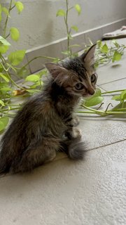 Miss Floof💛 - Domestic Long Hair Cat