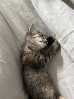 Miss Floof💛 - Domestic Long Hair Cat