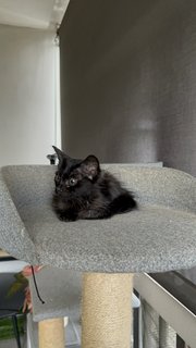 Salem 🐈‍⬛ - Domestic Long Hair Cat