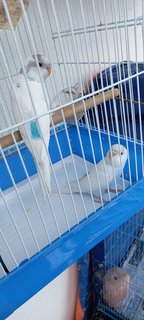 Budgies - Budgie/Budgerigar + Parrot Bird