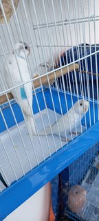 Budgies - Budgie/Budgerigar + Parrot Bird