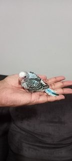 Budgies - Budgie/Budgerigar + Parrot Bird