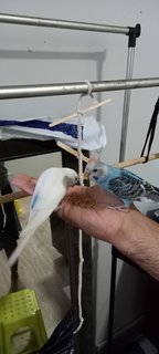 Budgies - Budgie/Budgerigar + Parrot Bird