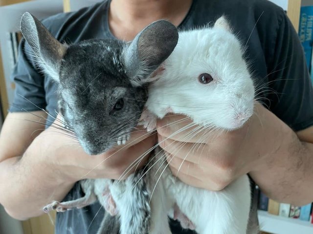 Padfoot , Snowstorm - Chinchilla Small & Furry