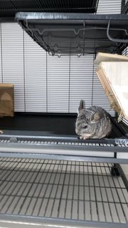 Padfoot , Snowstorm - Chinchilla Small & Furry