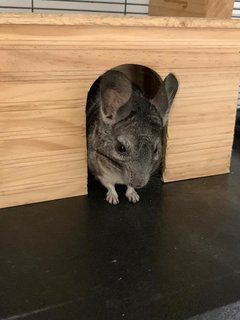 Padfoot , Snowstorm - Chinchilla Small & Furry