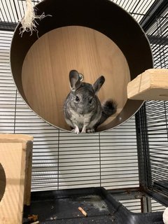 Padfoot , Snowstorm - Chinchilla Small & Furry