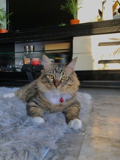 Bruno - British Shorthair + Maine Coon Cat