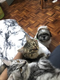 Bruno - British Shorthair + Maine Coon Cat