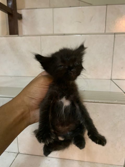 Sweet Kittens  - Domestic Long Hair Cat