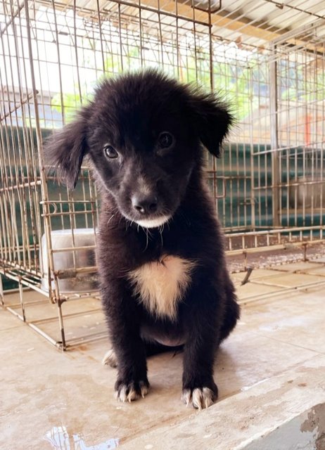 Cindy. - Border Collie + Retriever Dog
