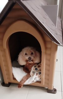 Ginger. - Poodle Dog