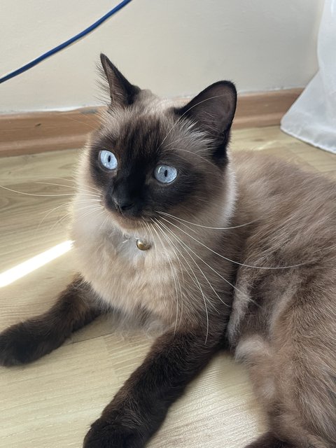 Cappuccino  - Siamese Cat