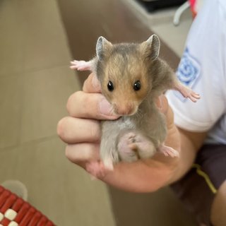 PF115696 - Syrian / Golden Hamster Hamster