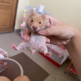 PF115696 - Syrian / Golden Hamster Hamster