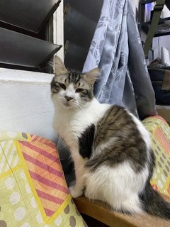 Roro,zoro,tommy,nana - Domestic Long Hair Cat