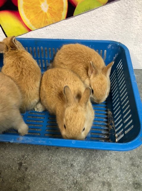 Pure Nd Dwarf Bunny - Netherland Dwarf Rabbit