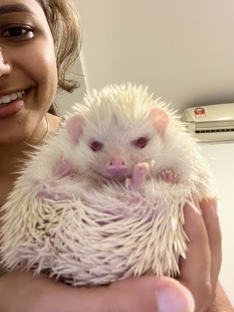 Pinto And Toby  - Hedgehog Small & Furry