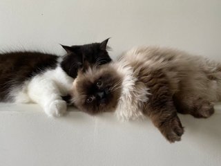 Brutus &amp; Midas - Domestic Medium Hair + Domestic Long Hair Cat