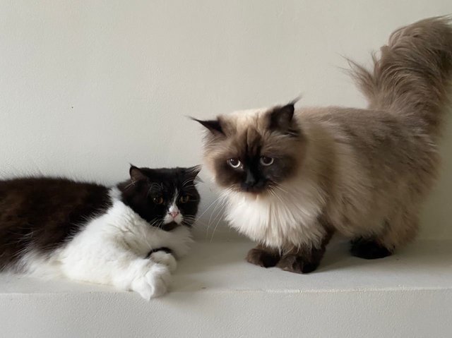 Brutus &amp; Midas - Domestic Medium Hair + Domestic Long Hair Cat