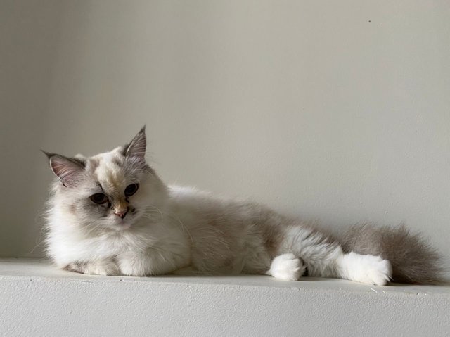 Venus - Domestic Medium Hair Cat