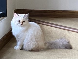 Venus - Domestic Medium Hair Cat