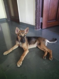 Charvi @mahalaxmi - Mixed Breed Dog