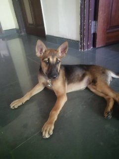 Charvi @mahalaxmi - Mixed Breed Dog