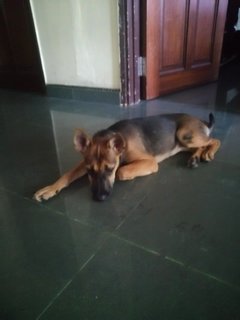 Charvi @mahalaxmi - Mixed Breed Dog