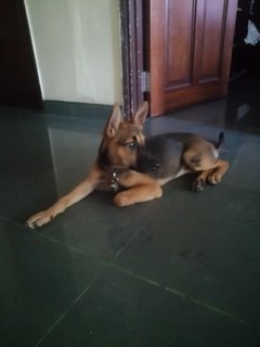 Charvi @mahalaxmi - Mixed Breed Dog