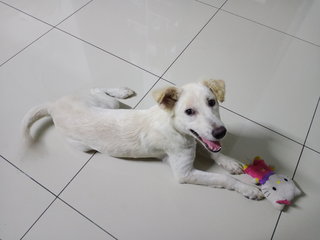 Sefiya - Mixed Breed Dog