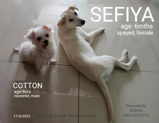 Sefiya - Mixed Breed Dog