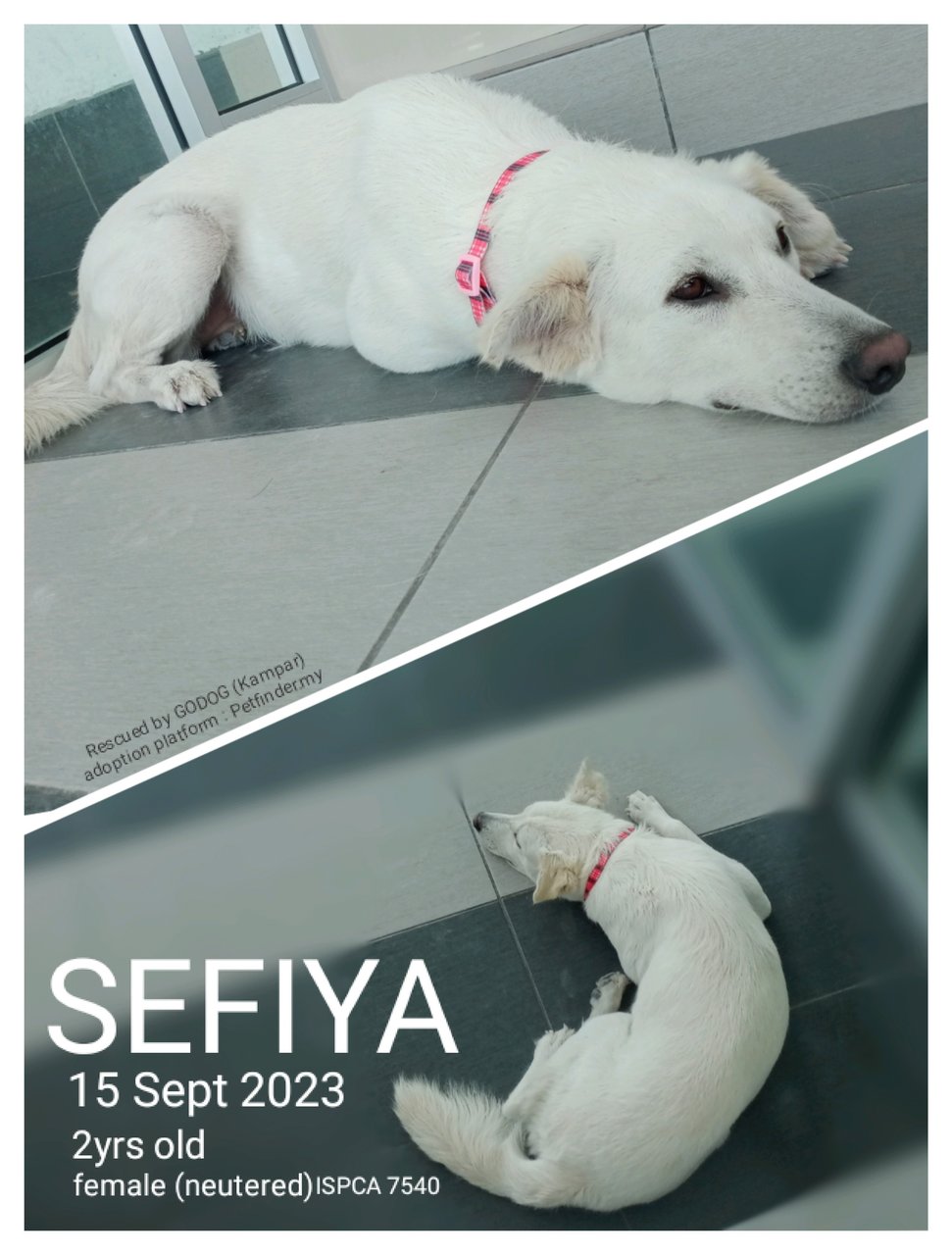 Sefiya - Mixed Breed Dog