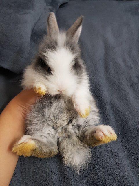 PF115759 - Angora Rabbit + Lionhead Rabbit