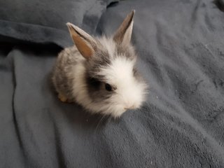 PF115759 - Angora Rabbit + Lionhead Rabbit