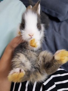 PF115759 - Angora Rabbit + Lionhead Rabbit