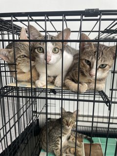 Kittens  - Domestic Short Hair Cat