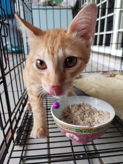 Yellow - Domestic Short Hair Cat