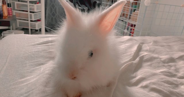 Kayden Waldorf - Dwarf + Lionhead Rabbit