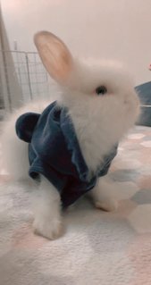 Kayden Waldorf - Dwarf + Lionhead Rabbit