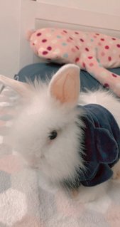 Kayden Waldorf - Dwarf + Lionhead Rabbit