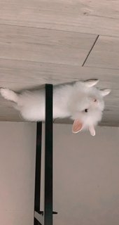 Kayden Waldorf - Dwarf + Lionhead Rabbit