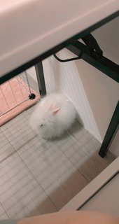 Kayden Waldorf - Dwarf + Lionhead Rabbit